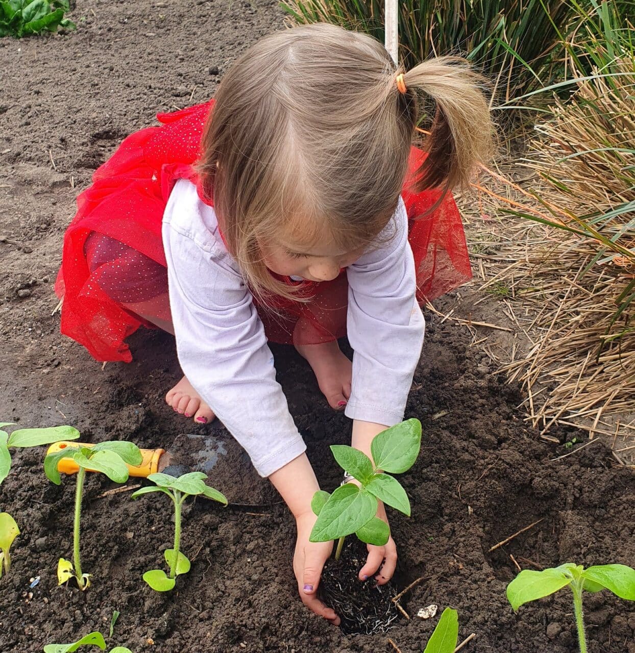 Montessori 3-6 - child planting seedlings in the preschool garden in Napier